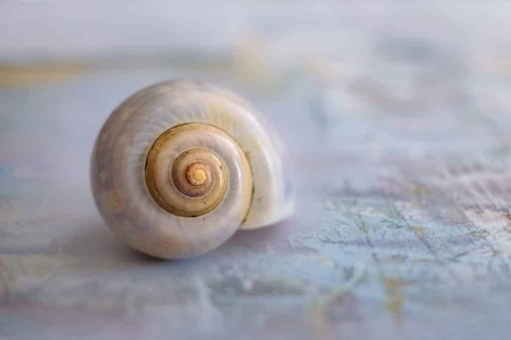 Sacred geometry of snail shell representing the Fibonacci sequence